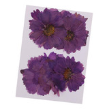 20 Unidades Secas Flores Púrpuras Flores De La Naturaleza