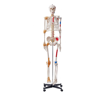 Modelo Esqueleto Humano Tamaño Real Anatomía Pvc 71.65 PuLG