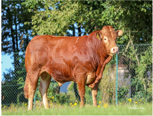 Semen Bovino Limousin - Toro Olcross Gd
