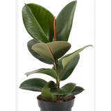 Ficus Elastica Gomero Cabernet Negro Rojo Interior 78 Cm Apr