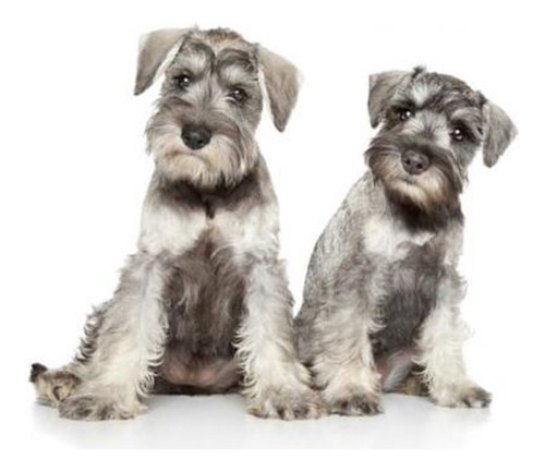 Cachorros Schnauzer 11