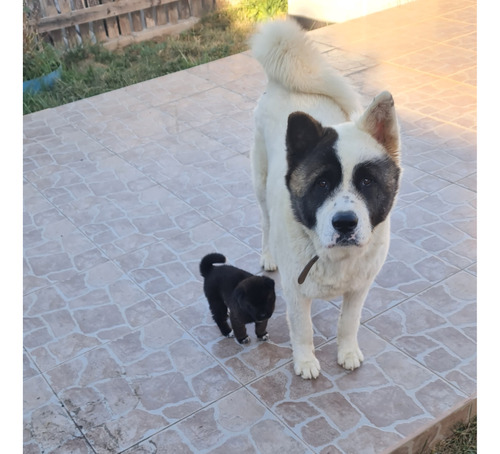 Akita Amercano N25/03 Madre Inscrita Hija De Campeón Chileno