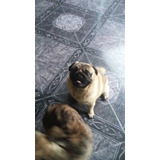  Pug Carlino Para Servicio Con Papeles 