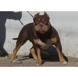 American Bully Hembra 1 Año