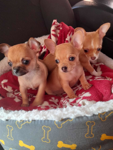 Chihuahuas Hembras Hijas De Exótico