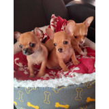 Chihuahuas Hembras Hijas De Exótico