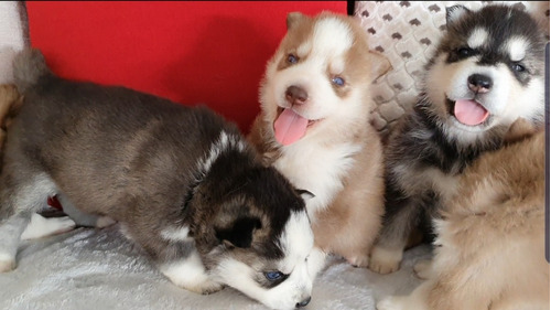 Cachorros Husky Siberiano Raza Pura