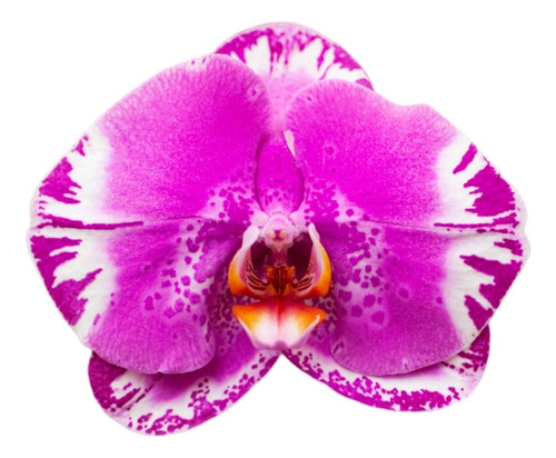 Orquidea Phalaenopsis  - Colores Variados