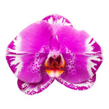 Orquidea Phalaenopsis  - Colores Variados