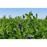 Alfalfa Semillas Natural X 10 Kg Variedad Monarca