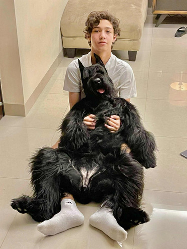 Schnauzer Gigante Negro * Enormes Cachorros Navidad