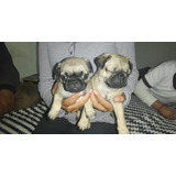 Cachorros Pug Gorditos