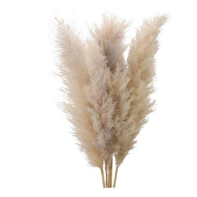Pampas Secas Naturaleza Muerta Decoración 30 Varas Color Marrón | Meses sin interés