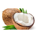 Palmera De Coco Cocotera Cocos Nucifera