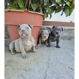 American Bully