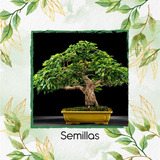 5 Semillas De Bonsái Gmelina Arborea