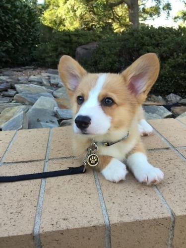 Perros Cachorros Corgi Galès De Pembroke Puppy Gales Dog