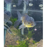 Goldfish Oranda Blue Platino! Hermoso - Peces Agua Fria