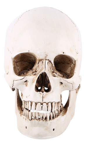 Réplica De Modelo De Dibujo De Cráneo Humano De Resina Blanc