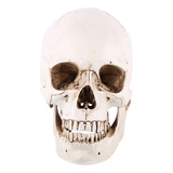 Réplica De Modelo De Dibujo De Cráneo Humano De Resina Blanc