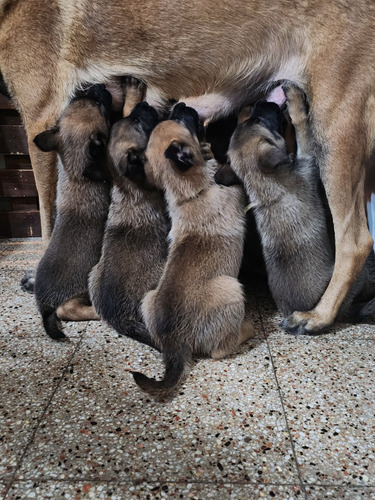 Pastor Belga Malinois Cachorros