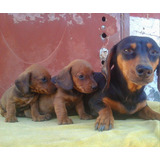 Dachshund Salchicha Cachorra Jabali Kanichen Mini La Serena