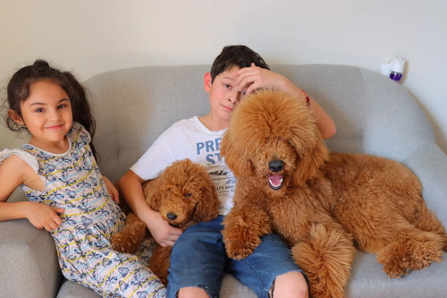 Poodle Standard\u002F Caniche Gigante Macho Rojo Con Pedigree | Meses sin interés