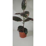  Plantas De Ficus Ruby Gomero Rosado 