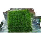 Planta Artificial Pasto Tapizante 25x25 Acuario Decoracion