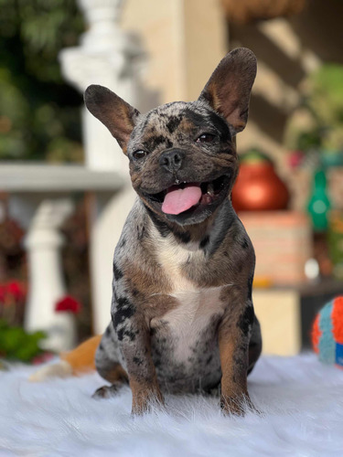 Cachorros Bulldog Francés Blue Merlehembras