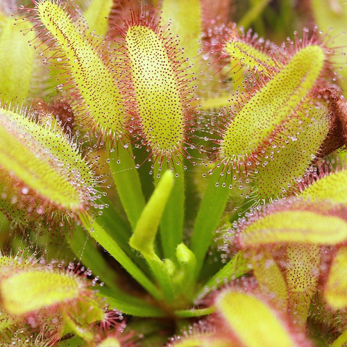 Drosera Capensis Broad Leaf T. Chico - Plantas Carnívoras