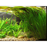 Vallisneria Gigantea Surtida Oferta Mundo Acuatico