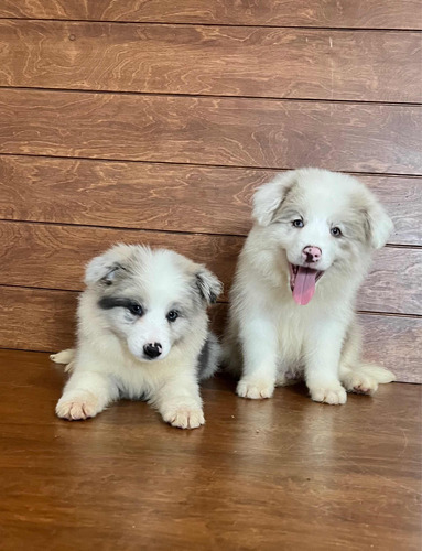 Border Collie Machos