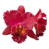 Orquídea Bordo Blc. Chia Lin Muda Pequena Envio Muito Rápido