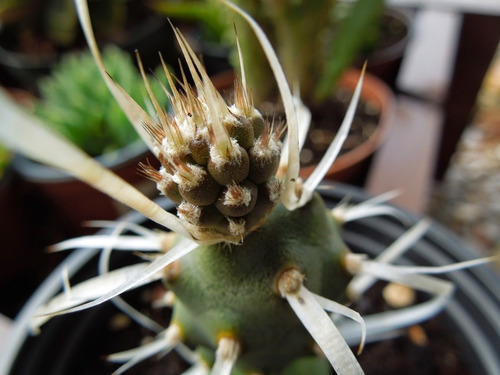 Tephrocactus Cactus Exotico Solo Para Coleccionistas. Deco