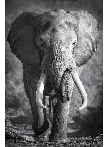 Quadro Decorativo Elefante Africano Preto E Branco Grande