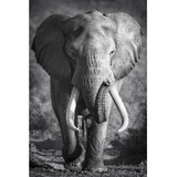 Quadro Decorativo Elefante Africano Preto E Branco Grande