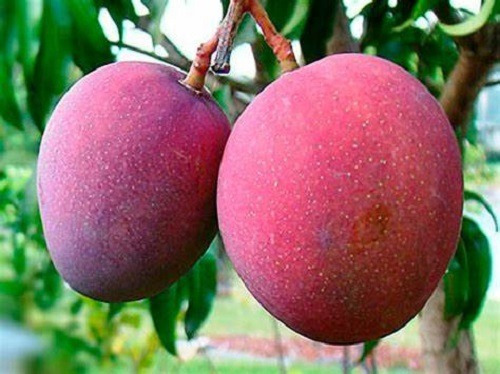 Mango Tommy Enano ( Frutal ) Rápida Producción 