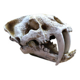 Dinosaurio Triceratops Cráneo Acuario Pecera Adorno