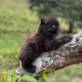 Gata Persa Negra Animal Pets Colombia 