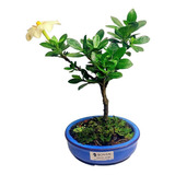 Bonsai Jasmin Anã 9 Anos C/ Vaso Porcelana Fotos Reais...