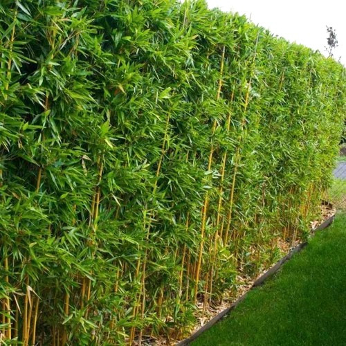Manojo De Caña De Bambu Terron 10 Plantaspara Cerco