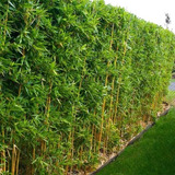 Manojo De Caña De Bambu Terron 10 Plantaspara Cerco