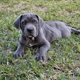 Cachorros Cane Corso Perros Mastín Italiano Medellín Cali