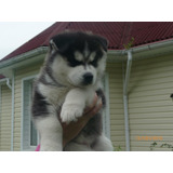 Prodigioso Husky Criadero Mascotassaintdaniel N39