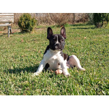 Maravilloso Cachorro Bulldog Frances Vaquita