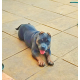 American Bully Tricolor  Hembra - Cachorro  / Adulta