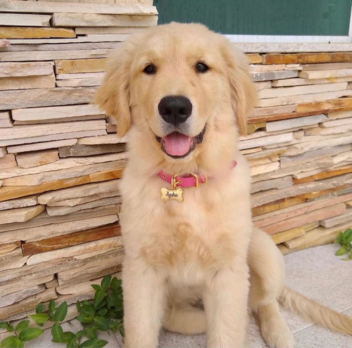 Plaquinha De Identificação Com Nome Para Golden Retriever