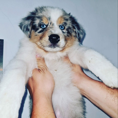 Cachorros Border Collie Merlé Merlé Maravillo Pelaje Únicos