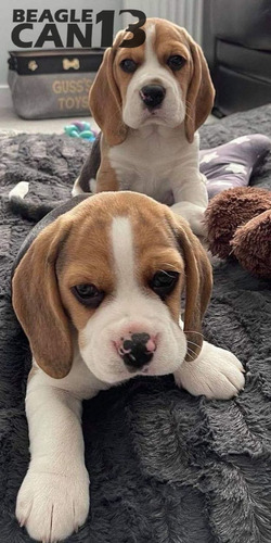 Cachorro Beagle 27